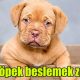 Evde köpek beslemek zor mu?