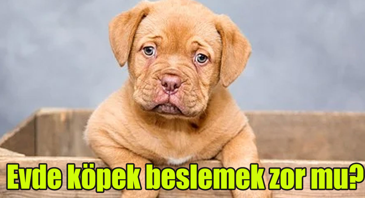 Evde köpek beslemek zor mu?