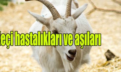 Keçi hastalıkları ve aşıları