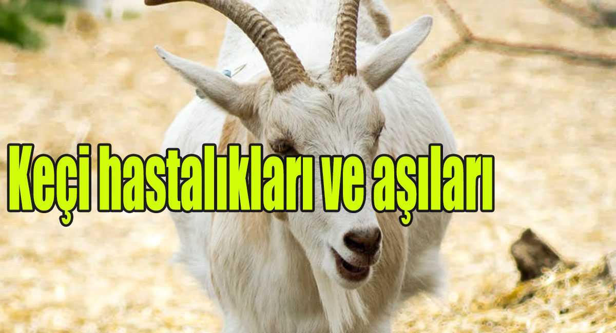 Keçi hastalıkları ve aşıları