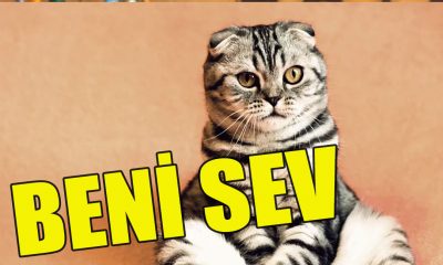 Kedi nasıl sevilir?