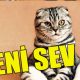 Kedi nasıl sevilir?