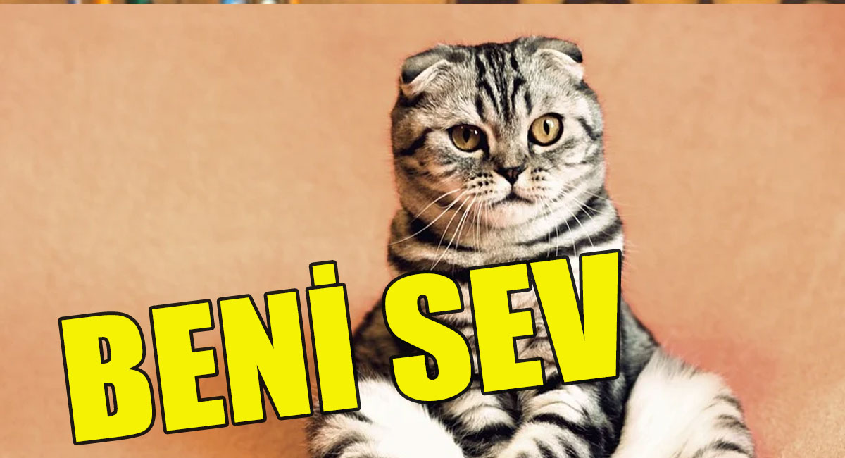 Kedi nasıl sevilir?