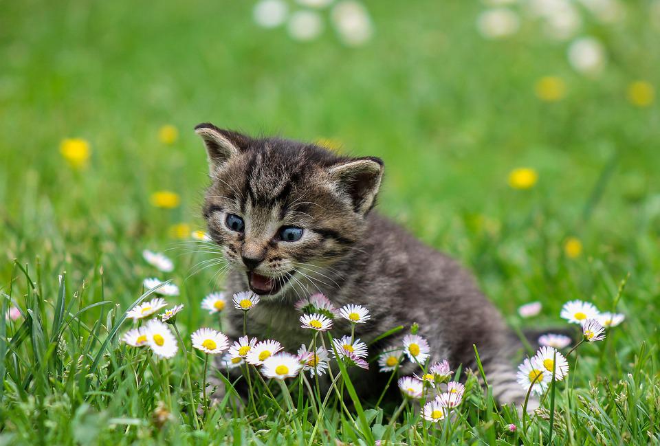 Kedi Bakımı Masrafları