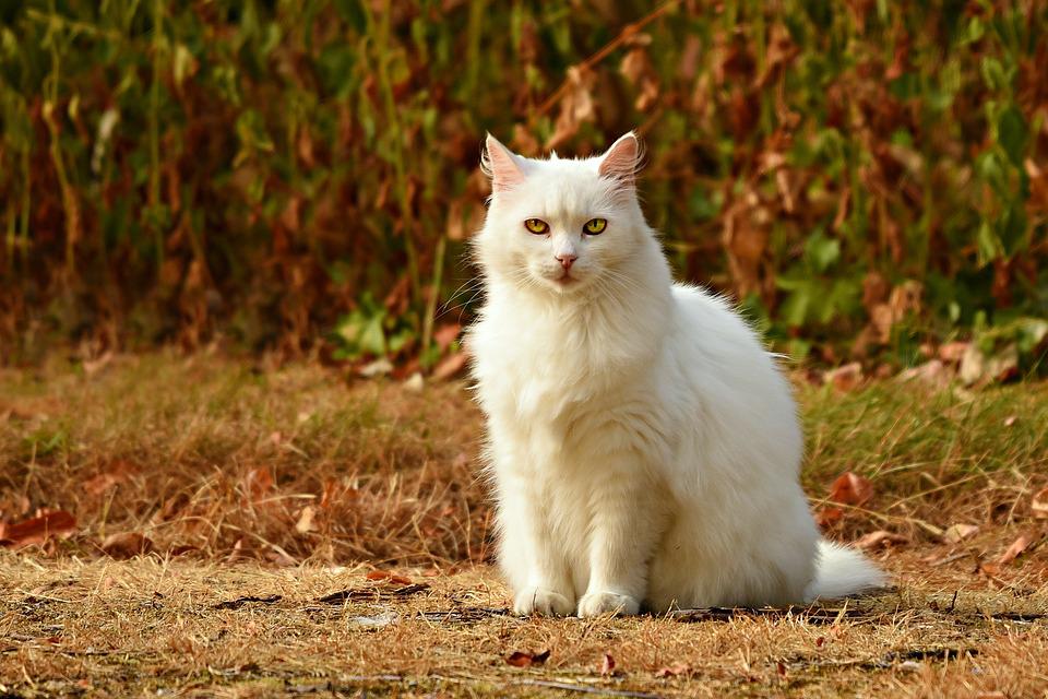 Kedi Bakımı