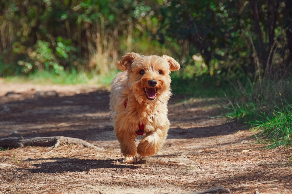 Köpek nasıl sevilir?