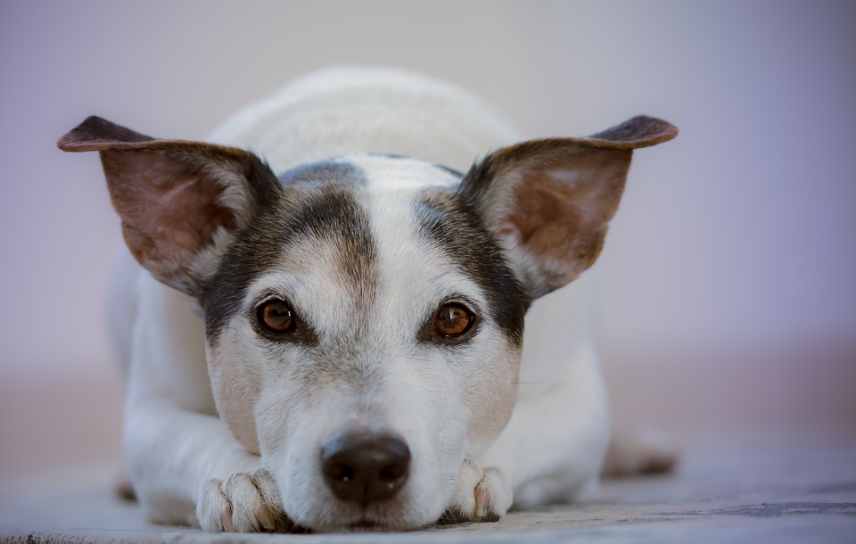 Köpeklerin en sevdiği mama