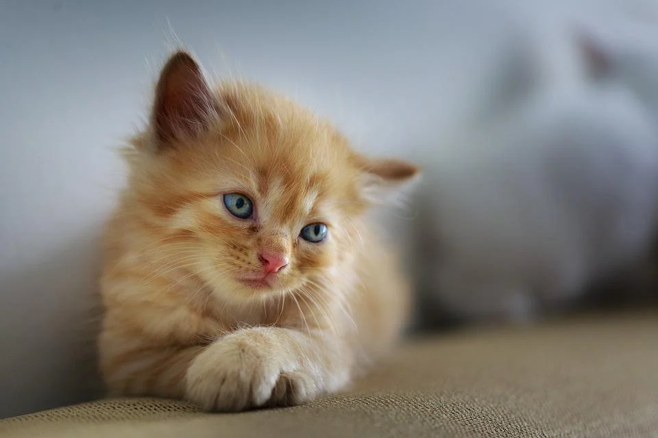 Yavru Kedi Bakımı