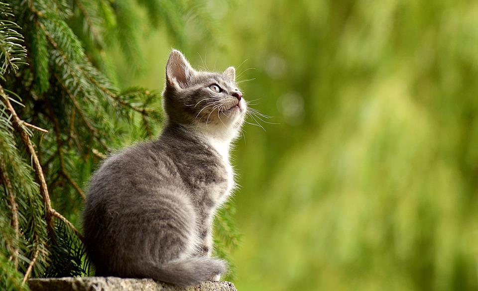 Yavru kedi maması tavsiyesi