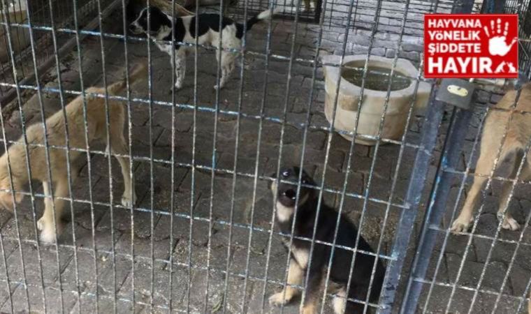 İddia: Ak Partili Bayındır Belediyesi Bakımevi'nde yüzlerce köpek öldürüldü