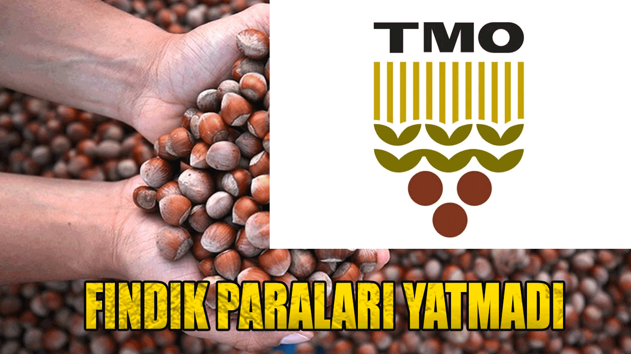 Toprak Mahsulleri Ofisi fındık paraları