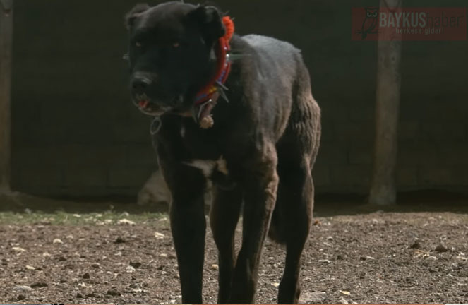 Haymana Karası Çoban Köpeği Özellikleri