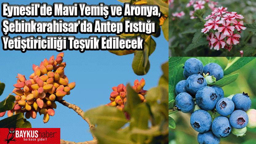 Eynesil'de Mavi Yemiş ve Aronya, Şebinkarahisar’da Antep Fıstığı Yetiştiriciliği Teşvik Edilecek