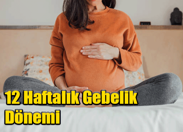 12 Haftalık Gebelik Dönemi, Bebeğin Gelişimi