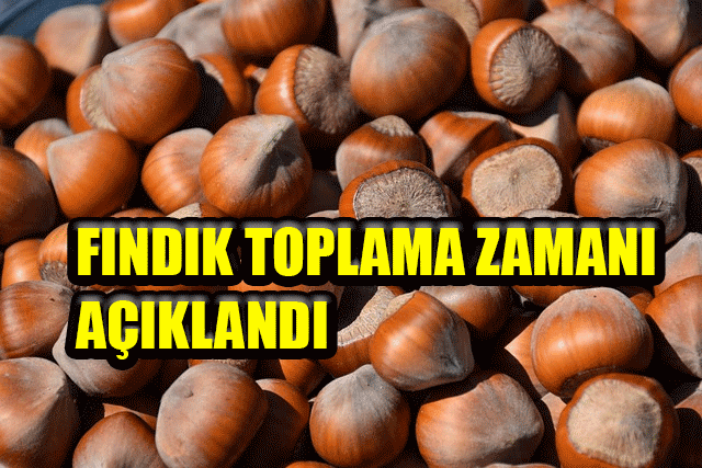 2023 Fındık Toplama Zamanı