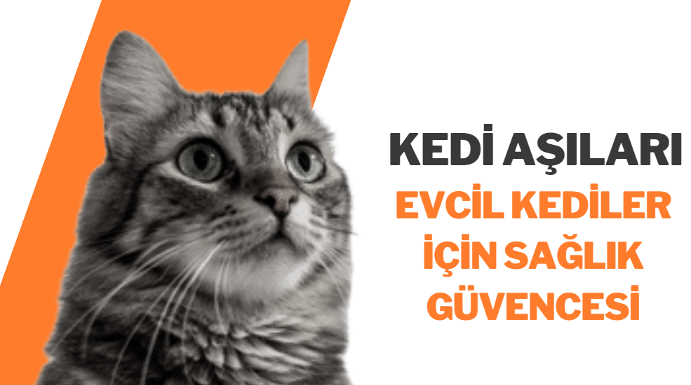 Evcil Kediler İçin Sağlık Güvencesi: Kedi Aşıları