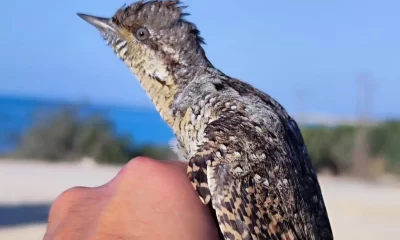 Karpaz’da Kuş Göç Araştırma İstasyonu Kuruldu